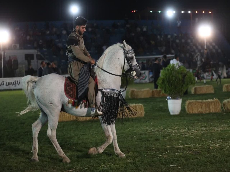 جشنواره اسب کرد فرصتی برای تحکیم روابط با کردنشینان عراق است